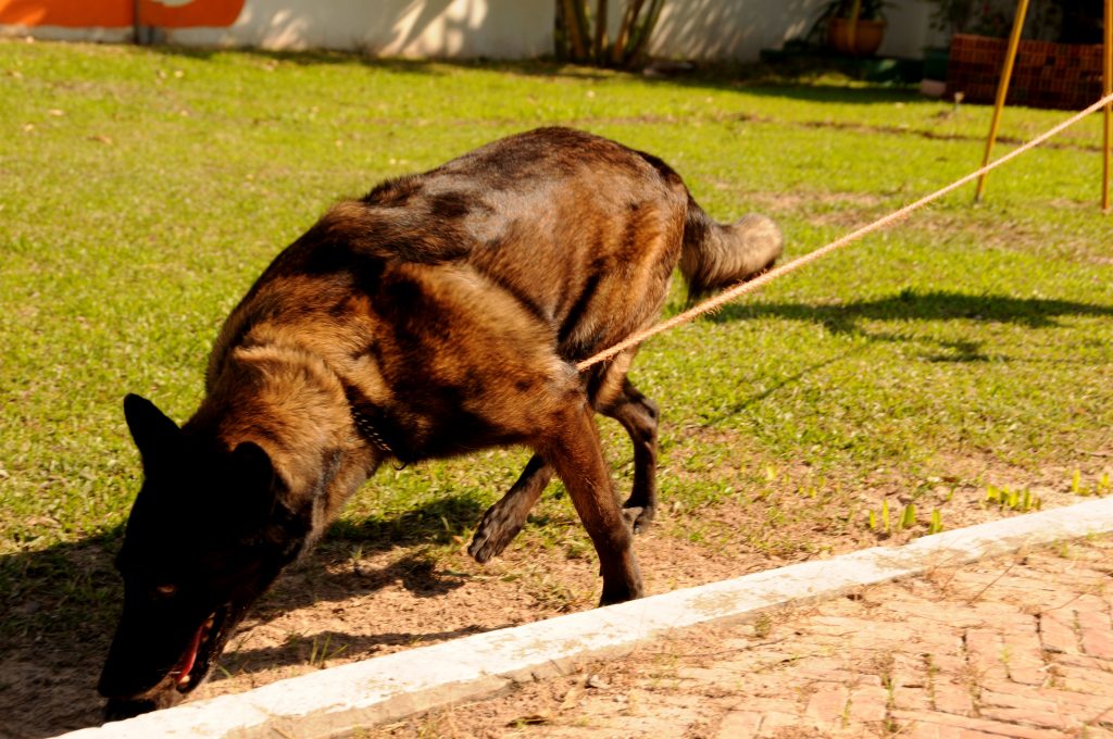 NPA landmine detection dog centre