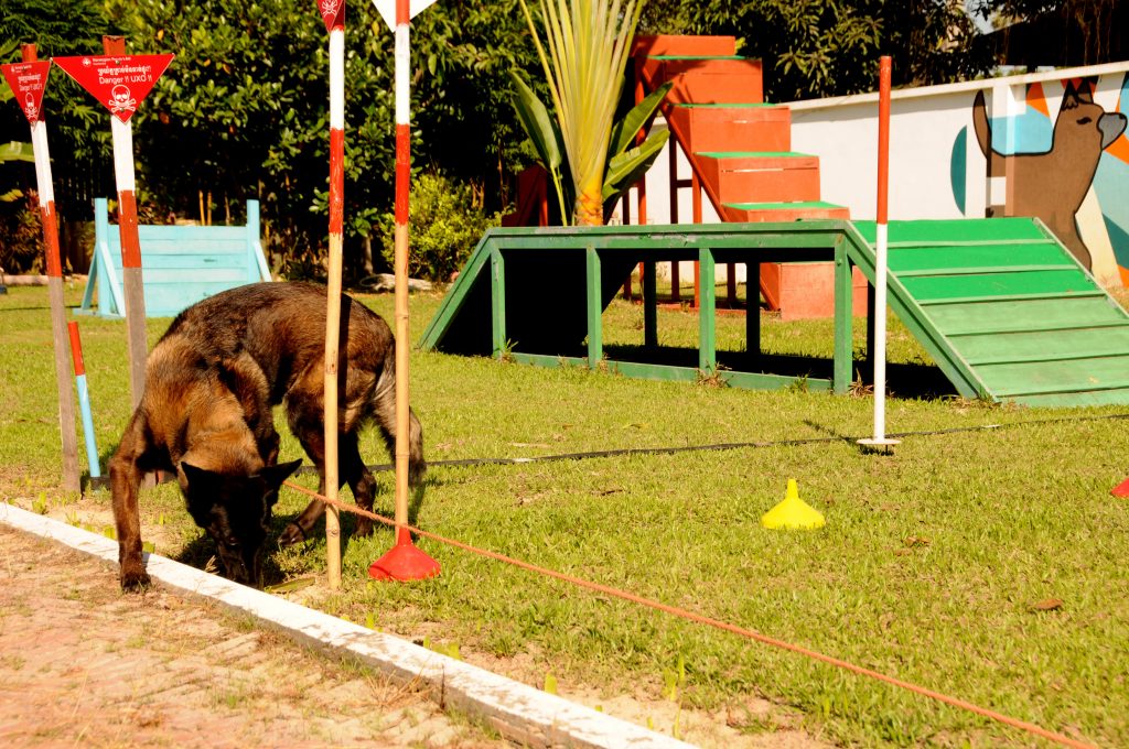 NPA landmine detection dogs